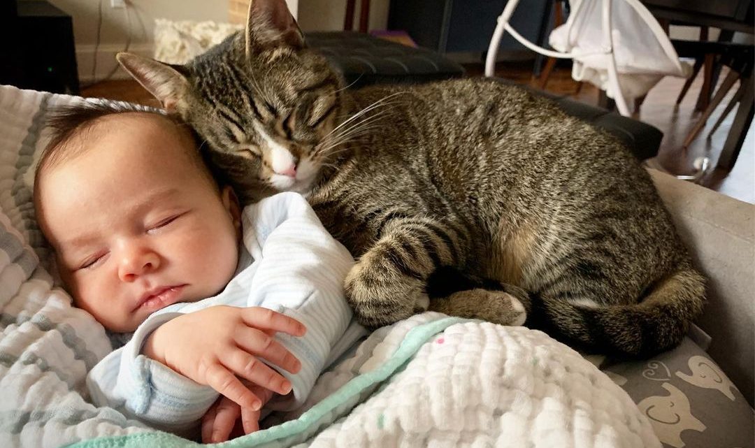 Котик полюбил малыша еще до рождения: 5 видео милейшей дружбы