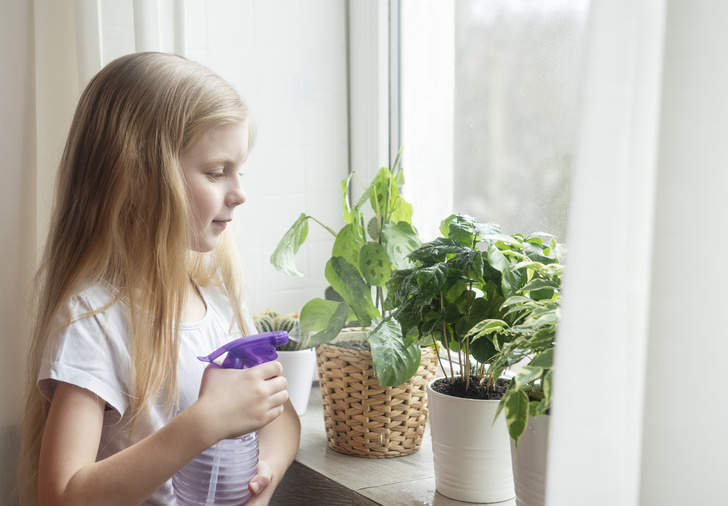 10 комнатных растений, которые лучше всего очищают воздух