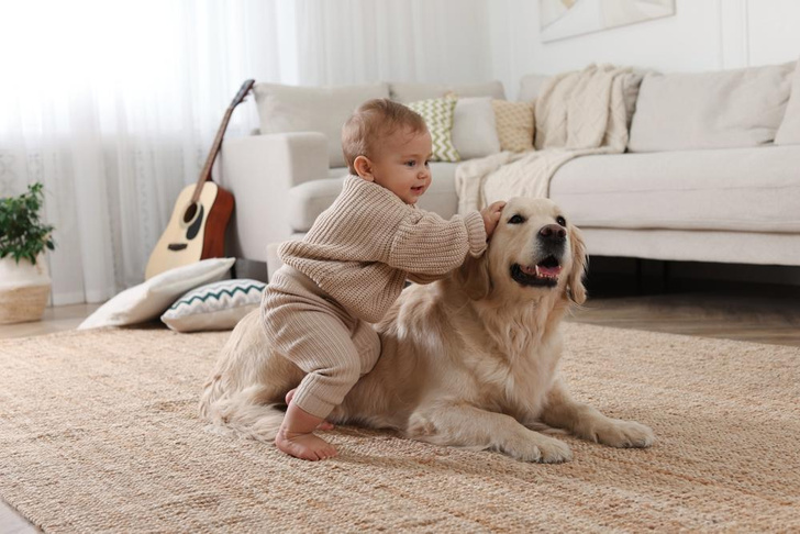 Как подготовить собаку к появлению в доме ребенка: инструкция
