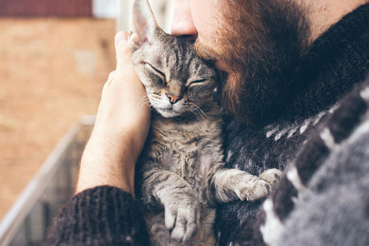 Наташа, мы все уронили: как понять, что говорит ваша кошка🐈